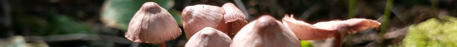 Lummi Island Historical Society